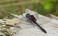 Ruby Whiteface (Male, Leucorrhinia rubicunda)